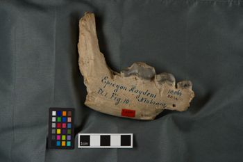 Media type: image;   Vertebrate Paleontology VPM-8862 Description: Photograph of a cast mandible in buccal view of MCZ VPM-8862, Aelurodon haydeni.;  Aspect: buccal